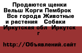 Продаются щенки Вельш Корги Пемброк  - Все города Животные и растения » Собаки   . Иркутская обл.,Иркутск г.